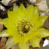 Acanthocalycium _glaucum P143_ (Echinopsis glaucina) _06